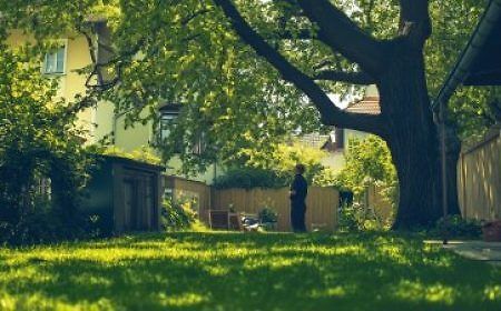 1742309854_Baumbestand-Nachbarn